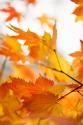 Colors of Fall I