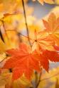 Colors of Fall II