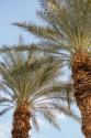 Below the Palms III