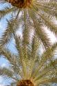 Below the Palms IV