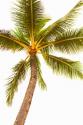 Below the Palms V