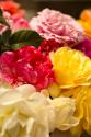 Colorful Spring Bouquet