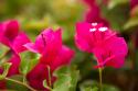 Magenta Bougainvillea I