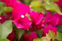 Magenta Bougainvillea II