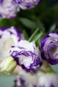 Purple Tipped Floral II