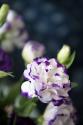 Purple Tipped Floral III
