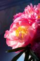 Pink Floral Bloom