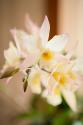 White and Yellow Bursting Flower