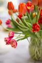 Blooming Tulips