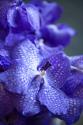 Vibrant Periwinkle Floral I