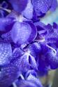Vibrant Perwinkle Floral II
