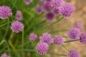 Purple Flower Ball I