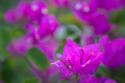 Magenta Bloom