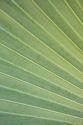 Tropical Leaf Close-Up I
