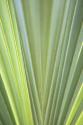 Tropical Leaf Close-Up II