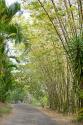 Tropical Path II