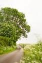 Winding Floral Lined Road