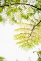 Sunlit Tropical Silhouette I