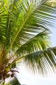 Tropical Coconut Tree