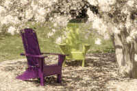 Under the Magnolia Tree