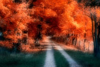 Autumn Lane