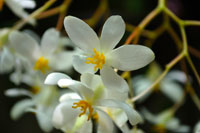 White Orchids I