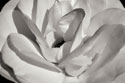 Macro Flower I
