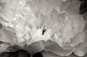 Macro Flower II