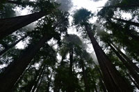 Redwoods I
