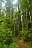 Hiking Trail II
