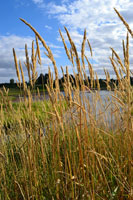 Through the Grass I