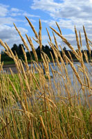 Through the Grass II