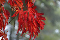 Red Leaves
