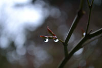 Dew Drops