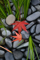 Maple Leaves I
