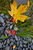 Maple Leaves II