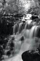 BW Falls in the Forest III