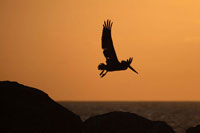 Arise at Dawn
