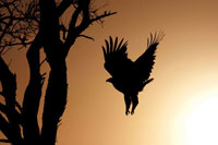 Eagle Rising