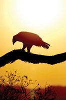 Tawny Sunrise