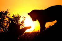 Lion Cub Morning
