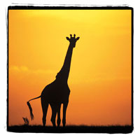 Radiant Africa 1