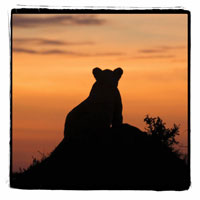 Radiant Africa 3