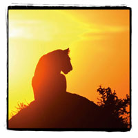 Radiant Africa 4