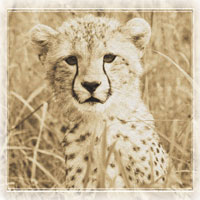 Young Africa Cheetah