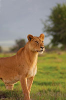 On Guard
