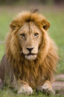 The King