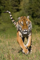 Tiger Run
