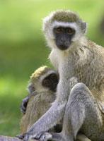 The Vervet Family