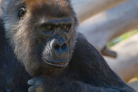 The Thinker